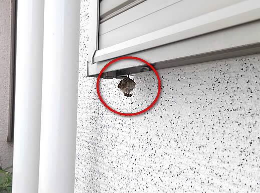 アシナガバチ注意点窓サッシ